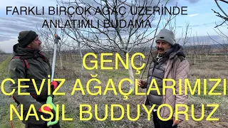 GENÇ CEVİZ AĞAÇLARINI NASIL BUDUYORUZ. 4-5-6 YAŞ CEVİZLERDE BUDAMA ÖRNEKLERİ. Ceviz Adam Ahmet.