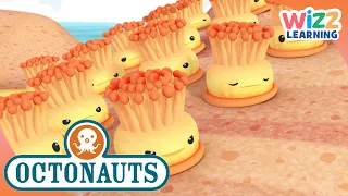 @Octonauts | Know Your Anemone 🤔 | Cartoons for Kids | @WizzLearning ​
