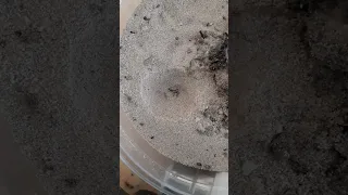 ant lion time lapse