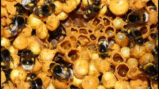 Identification of fungi isolated from commercial bumblebee colonies