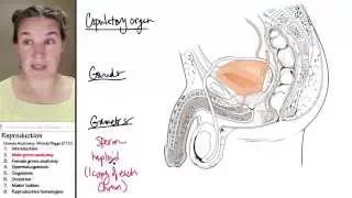 Reproduction 2- Male anatomy