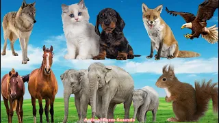 Adorable Animal Sounds: Cat, Dog, Fox, Horse, Elephant, Squirrel, Eagle, Wolf - Animal Videos