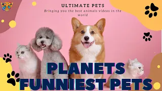 Funniest Dogs And Cats Videos 😅 - Best Funny Animal Videos 2022😇 #13| Ultimate Animals