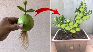 Why didn't I think of that before ! Now I only propagate plants this way | Relax Garden