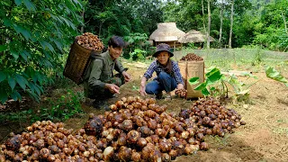 Harvesting taro and preserving it for propagation, how to make medicine from papaya flowers