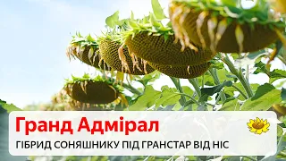 Гібрид Гранд Адмірал - насіння соняшнику під Гранстар від НІС