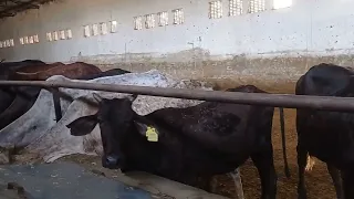 natural animal meeting|cow bull and buffalo|#hybridmating|#cowmeeting