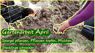 Gartenarbeit April / Spargel pflanzen / Stecklinge schneiden  uvm.