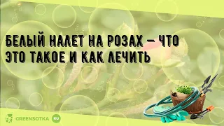 Белый налет на розах — что это такое и как лечить