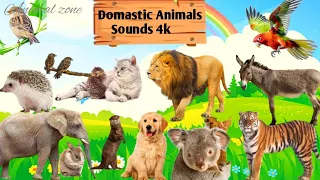 Learn about funny Adorable Animals : Cat, dog, duck, otter, cow, squirrel, otter - Animal Sounds