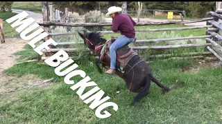 MULE BUCKS ME OFF! -Mule Ranching Vlog #1