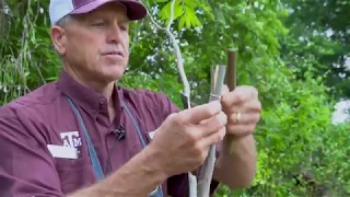 How to Graft Trees with the Banana Graft method