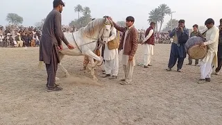 pakistan best horse dance in top 10 plz share and subscribe