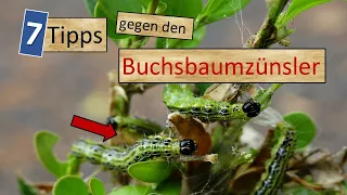 7 Tipps gegen den Buchsbaumzünsler 🐛🦋- So werdet ihr ihn wieder los