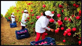 Awesome Pomegranate Cultivation Technology | Next Level Pomegranate Farm and Harvest
