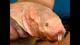 Die 10 hässlichsten Tiere auf der Welt , The 10 ugliest animals in the world