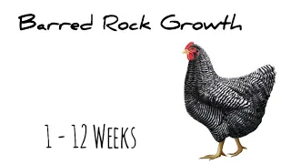 Barred Rock Chic Growth || 1 - 12 Weeks old baby chics || Moms Chickens 🐓