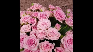PROSTOROZA.RU - доставка цветов по Москве и МО круглосуточно - Розы Кустовые 25 шт 40 см Лидия.