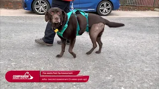 Labrador Retriever "Jaffa" Makes Post-TPLO Recovery using Laser Therapy and the Stance Analyzer