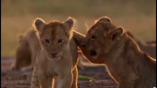 Lioness Troublesome Cubs Introduced to their Father for the First Time