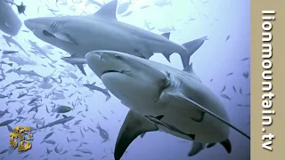 Aliwal Reef Sharks.