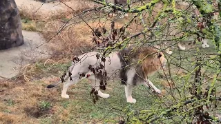 Львы начали ночевать в теплом доме. Тайган