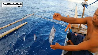 Surigao "Kitang" and "Undak" Fishing Catch many Tuna [Catch & Cook] Tuna Sardines Recipe