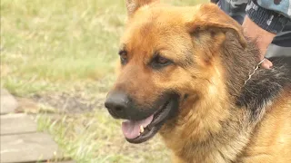 Служебные собаки помогли раскрыть более 200 преступлений с начала года в Костанайской области