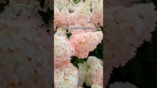 🌸Найкрутіша квіткова фотолокація біля Львова🌸 | Ідеї для подорожей @vidviday