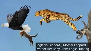 #best #emotional Eagle vs Leopard _ Mother Leopard Protect Her Baby From Eagle Hunting 2022.