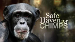 Safe haven for chimps - Nature of things