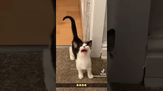 Most adorable cats ever from TikTok🐱❤️‼️