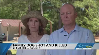 ‘In rapid succession’: Cheraw family dog shot, killed by next-door neighbor