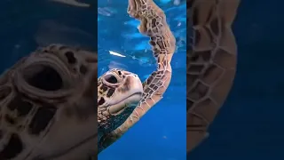 SCHILDKRÖTE 🐢💙 #tierwelt #ocean #underwater #unterwasser #tiervideos #schildkröte #essen