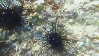 Sea Urchin moving