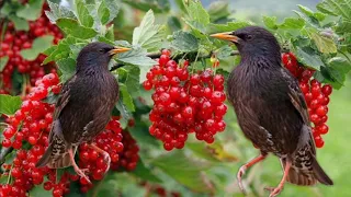 How to protect the fruit crop from birds?