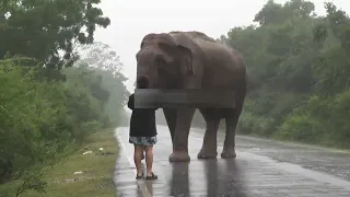 জানোয়ার দের কাজ দেক্লে হাশি আতকাতে পারবেন না আপনিও । তাই আজকের ভিদিও টি দেখুন