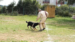 Beauceron in French Ring