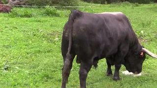 Ganaderos en su hábitat | Tudancas en Comillas | 17.5.2024