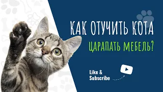 Как отучить кота царапать мебель