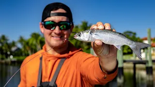 Sight Casting BIG Fish With Live Bait