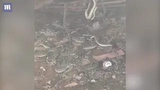 Texas man discovers dozens of rattlesnakes living under his shed