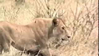 Lions Documentary  Lion, The Animals Nightmare   Lions vs Hyenas & Much More!   National Geographic