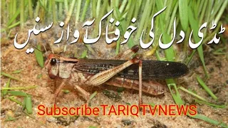 صبح سویرے گاؤں کے باغ میں پرندوں کی پیاری آواز Tariq TV News