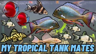 MERI SAARI TROPICAL FISHES | AQUARIUM FISHES | AQUARIUM KI CLEANING AND CARE | AQUARIUM KAISE RAKHE