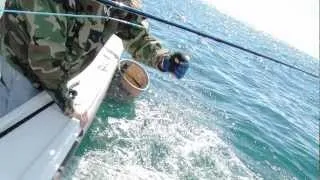 Saltwater Fly Fishing: Shark Fly Fishing Class With Capt Dave Trimble