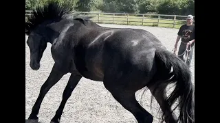 This horse has known so much pain! What can I do to help?!