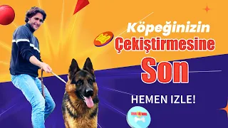 Köpeğinizle Çekiştirmeden Yürüyün | Köpek Yürüyüş Eğitimi |  Köpeğim Çekiştiriyor |