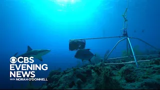 Scientists work to save reef sharks to help keep marine life balance