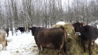 Секреты вольного, беспривязного содержания коров и КРС в целом.